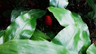 Zingiber zerumbet Awapuhi Bitter Ginger Shampoo Ginger Lempoyang Pinecone Ginger ginger [upl. by Bleier]