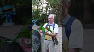 Feeding the Rainbow lorikeets at Currumbin Wildlife Sanctuary Gold Coast [upl. by Yentruocal]