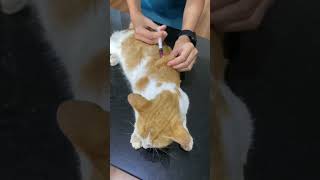 Calcium b12 injections to empower the weak catshortvideo cat vetcare [upl. by Yssej]