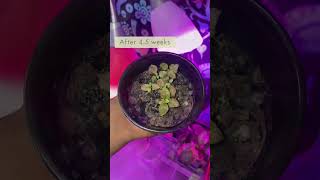 Update Polka Dot amp Sensitive Plants 🪴houseplants plants propagation planting indoorplants fyp [upl. by Notluf]