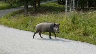 wildschweine im lainzer tiergarten [upl. by Eelyah977]