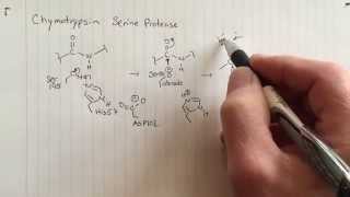 Chymotrypsin reaction mechanism Phase I [upl. by Xineohp726]