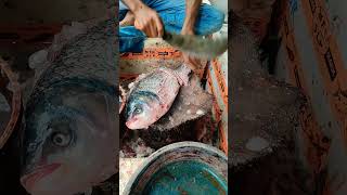 Katla Fish Cutting Skills  Niranjan SLP Fish Shop shorts short viral fish fishcutting [upl. by Fording361]