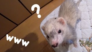 ゴミくずも可愛くするフェレットの可愛いさw ferret lab 405 [upl. by Kuhlman]