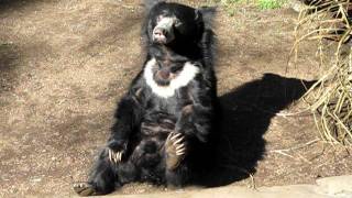 Sloth Bear can do it himself [upl. by Reitman]