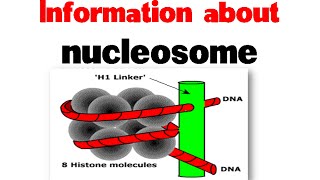 Nucleosome and histones  Nucleosome structure [upl. by Enomal221]