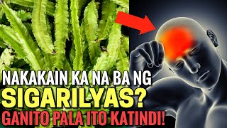 Baka nakakain ka na ng SIGARILYAS o WINGED BEANS Ganito pala KATINDI ang EPEKTO nito sa kalusugan [upl. by Aldarcy237]