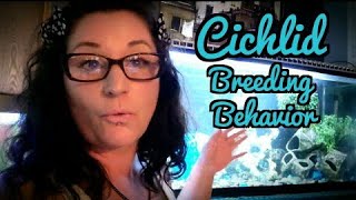 Cichlid Breeding Behavior [upl. by Annawek]