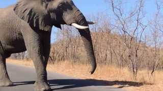 Elephant speaking loud amp clear in Kruger Park South Africa [upl. by Victory]