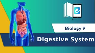 quotDigestive Systemquot Digestion  How digestive system works  OESOPHAGUS AND STOMACH [upl. by Gerhardt]