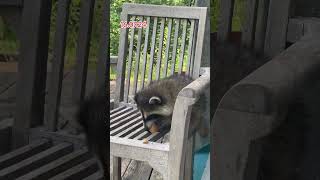 Outside with the Raccoon Cubs and Mr Stripes Peanut Butter Club [upl. by Arlin]