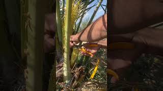 Unlocking the Secrets of Date Palm Pollination palms palmtrees nature palmleaves palm palmleaf [upl. by Manville]