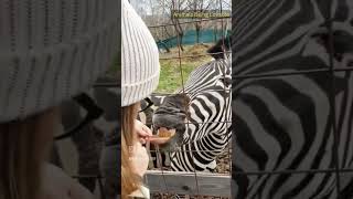 Meet SPOON TONGUE zebra funnyanimals funny memes shorts [upl. by Che]