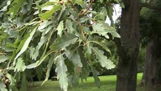 Quercus petraea Mespilifolia [upl. by Clementas43]