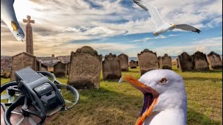 Dji Avata following seagull through cemetery and pooing mid chase [upl. by Sherfield]