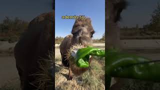 ¿LOS CAMELLOS PUEDEN COMER ESPINAS sabias datoscuriosos animals animalshorts curiosidades [upl. by Nathanael]