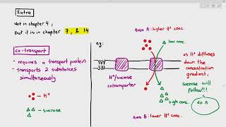 414 CoTransport EXTRA Cambridge AS amp A Level Biology 9700 [upl. by Ednargel]