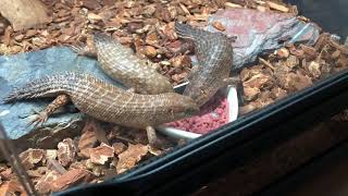 Gidgee Skink Babies Eating [upl. by Gauthier]