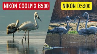 Bird Photography with Nikon Coolpix B500 vs Nikon D5300 Nikon B500 Photography  Sonika Agarwal [upl. by Ojillib]