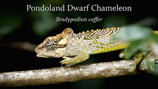 In Search of the Pondoland dwarf chameleon [upl. by Anehsuc]