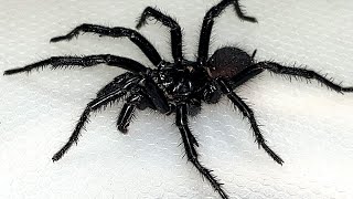 Sydney Funnel Web Spider  Aggressive Extremely Deadly amp Beautiful [upl. by Eiramacissej]