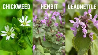 Winter Annual Weeds Chickweed Henbit and Deadnettle [upl. by Jania751]