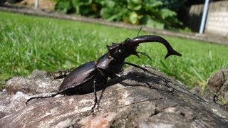 Lucanus cervus akbesianus  Stag Beetle  HirschkÃ¤fer [upl. by Qirat]