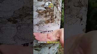 JANGAN Menebang POHON ini❗️⁉️😲 fakta faktaunik faktamenarik hewan animals facts misteri [upl. by Aneloj295]