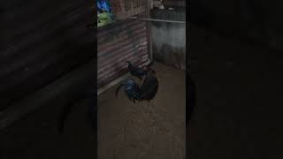 Ayam Cemani Rooster and Hen crosses ayamcemani chicken [upl. by Attalie]