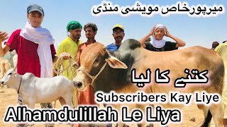 Mirpurkhas Cow Mandi 2024  Subscriber Ke Liye Le liya  Latest Update 30 May 2024  Maweshi Mandi [upl. by Alahc]