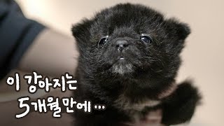 장애있는 유기견 입양보내고 5개월 후 찾아갔더니 제튼이의 충격적인 근황 [upl. by Nlyak723]