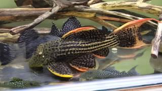 L24 L25 fighting plecos [upl. by Chappelka]