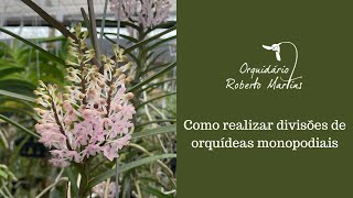 Como realizar divisões de orquídeas monopodiais [upl. by Retsam]