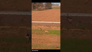 Caprioli trainspotters😂😂 naturephotography roedeer capriolo [upl. by Innep]