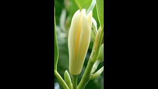 White Champaca or Magnolia champacaSokol Ngan [upl. by Wanids]