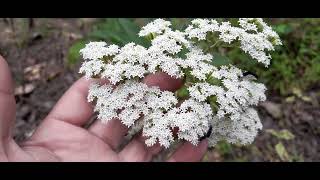 Ageratina altissima planta con olor a crema de coco😯 [upl. by Animlehliw631]