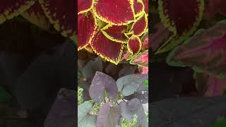 Container Gardening —Beautiful Coleus Plants [upl. by Buderus]