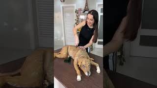 confeitaria funny animals comedy cake youtubevideo pets dog santoshraja comedy [upl. by Celestina]