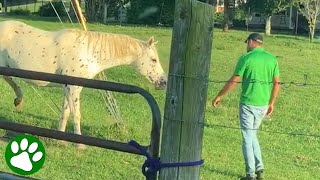 Horse whisperer saves trapped horse [upl. by Elisabet]