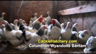 Columbian Wyandotte Bantam Chicken Breed Breeder Flock [upl. by Inaliak646]