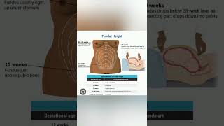 Fundal height measurement education ministryofhealth publicawareness viralshorts [upl. by Anassor905]