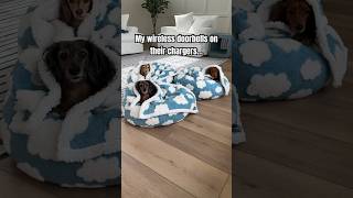 My wireless doorbells on their chargers🤣 dachshund dog shorts funnydogs [upl. by Orin804]