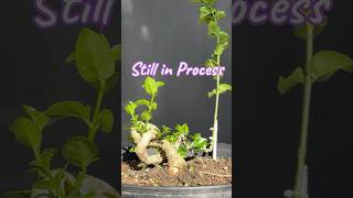 The concept of making a new style bonsai tree [upl. by Benedicto]