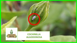 🐜Cochinilla Algodonosa tratamiento🐜 prevención y cuidados [upl. by Mareld940]