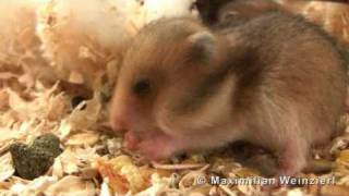 Goldhamster Babies  18 days old [upl. by Nylarej]