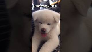 秋田犬を迎えようか考えてる方へ🎶【秋田犬】【akita puppy】 [upl. by Geno]