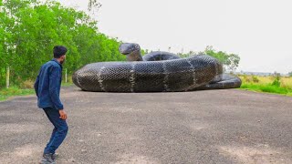 Anaconda Snake Attack In Real Life [upl. by Leachim]