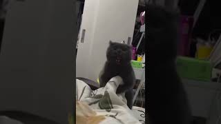 Bi kedi gördüm sanki 🐈‍⬛ shortsvideo animals cat [upl. by Idolem]