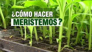 ¿Cómo hacer MERISTEMOS Banano y Plátano [upl. by Atul366]