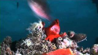 Funny Giant Frogfish bites off more than it can chew [upl. by Pandich226]